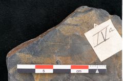 Foto (Detailansicht) von Cupanites novae zeelandiae Ettingshausen (NHMW-GEO-2024-0188-10256)